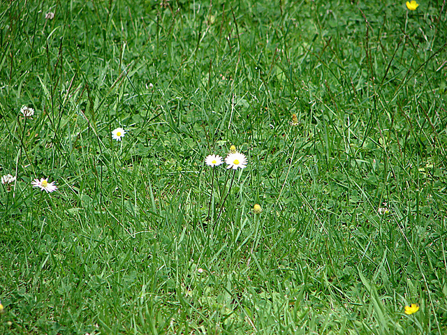 20090621 3655DSCw [D~LIP] Gänseblümchen (Bellis perennis) [Maßiebchen], Bad Salzuflen