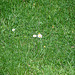 20090621 3655DSCw [D~LIP] Gänseblümchen (Bellis perennis) [Maßiebchen], Bad Salzuflen