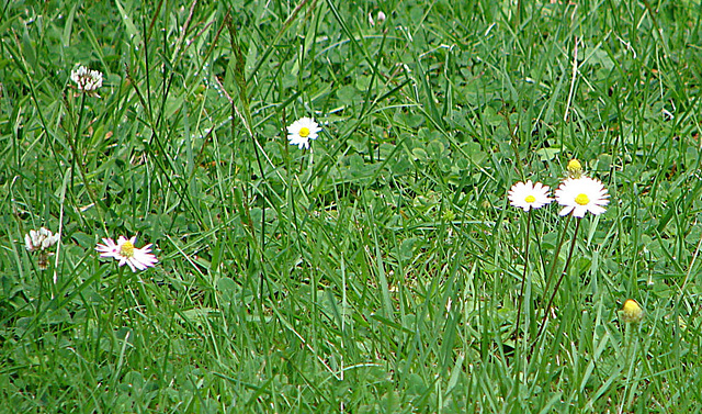 20090621 3656DSCw [D~LIP] Gänseblümchen (Bellis perennis) [Maßiebchen], Bad Salzuflen