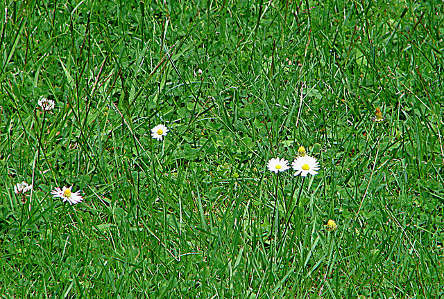 20090621 3657DSCw [D~LIP] Gänseblümchen (Bellis perennis) [Maßiebchen], Bad Salzuflen