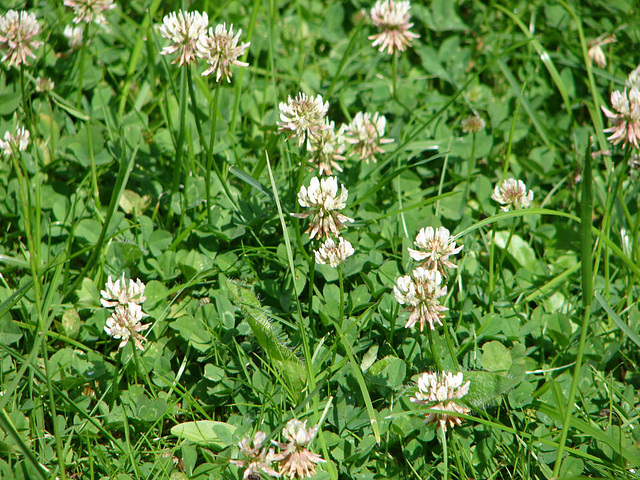 20090621 3668DSCw [D~LIP] Weiß-Klee (Trifolium repens), Bad Salzuflen