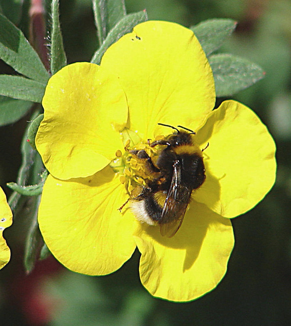 20090621 3670DSCw [D~LIP] Hellgelbe Erdhummel (Bombus lucorum), Fingerstrauch Potentille fruticosa), Bad Salzuflen