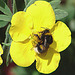 20090621 3670DSCw [D~LIP] Gartenhummel, Fingerstrauch, Bad Salzuflen