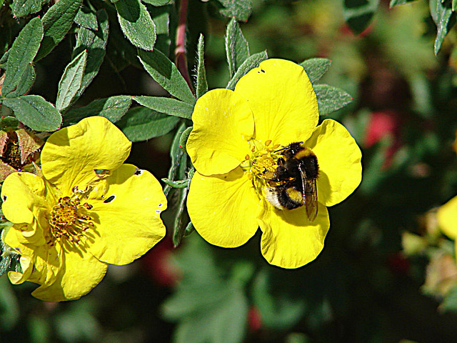 20090621 3671DSCw [D~LIP] Hellgelbe Erdhummel (Bombus lucorum), Fingerstrauch Potentille fruticosa), Bad Salzuflen