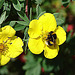 20090621 3671DSCw [D~LIP] Gartenhummel, Fingerstrauch, Bad Salzuflen