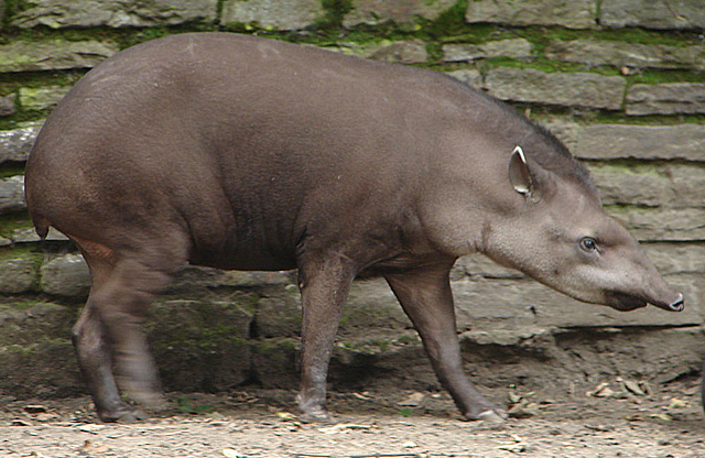 20060901 0627DSCw [D-DU] Flachlandtapir (Tapirus terrestris), Zoo Duisburg