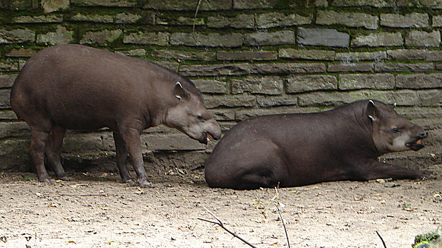 20060901 0628DSCw [D-DU] Flachlandtapir (Tapirus terrestris), Zoo Duisburg