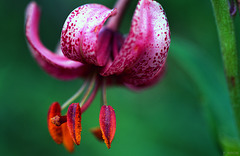 Lis Martagon - Turk's cap lily