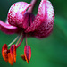 Lis Martagon - Turk's cap lily