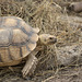 NICE: Parc Phoenix: Une tortue terreste (Testudines).