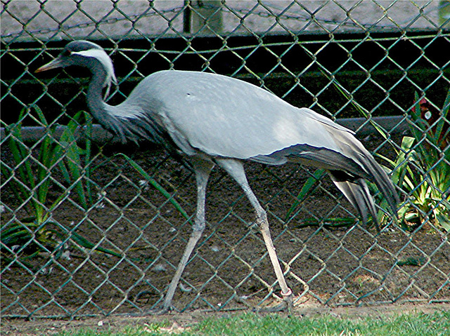 20051013 021DSCw [D~HM] Jungfernkranich (Anthropoides virgo), Bad Pyrmont