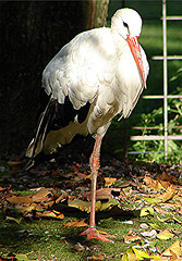 20051013 028DSCw [D-HM] Weißstorch, Bad Pyrmont