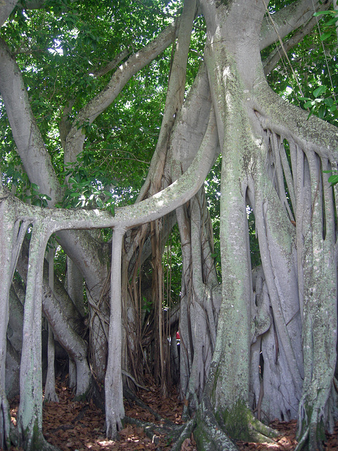 Banyan Tree