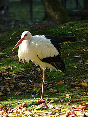 20051013 038DSCw [D-HM] Weißstorch, Bad Pyrmont