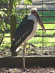 20051013 044DSCw [D-HM] Marabu (Leptoptilos crumeniferus), Bad Pyrmont