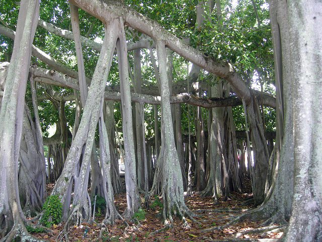 Banyan Tree