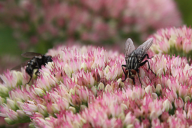 20090830 0399Aw [D~LIP] Graue Fleischfliege (Sarcophaga camaria), Bad Salzuflen