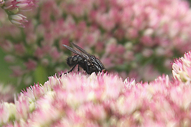 20090830 0400Aw [D~LIP] Graue Fleischfliege (Sarcophaga camaria), Bad Salzuflen