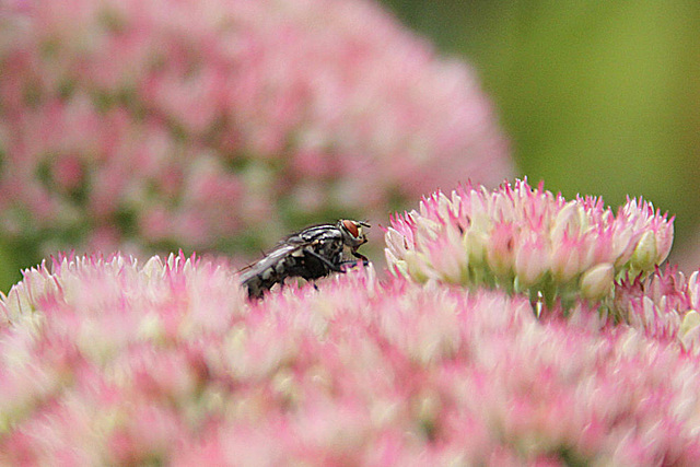 20090830 0402Aw [D~LIP] Graue Fleischfliege (Sarcophaga camaria), Bad Salzuflen