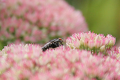 20090830 0404Aw[D~LIP]  Graue Fleischfliege (Sarcophaga camaria), Bad Salzuflen