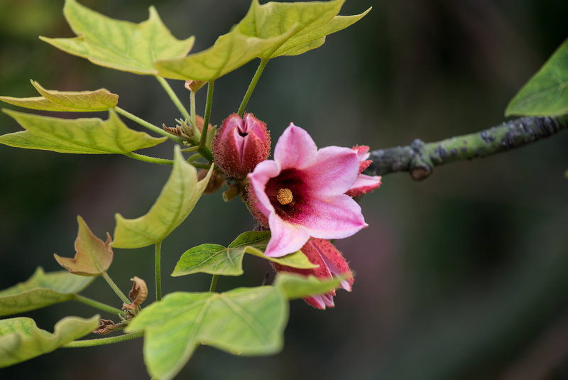 NICE: Parc Phoenix: Brachychiton discolor. 02