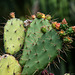 NICE: Parc Phoenix: Un cactus (Cactaceae). 01
