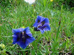 20060630 0531DSCw [R~CH] Grindelwald: Kleine Scheidegg, Enzian, Bern [Schweiz]