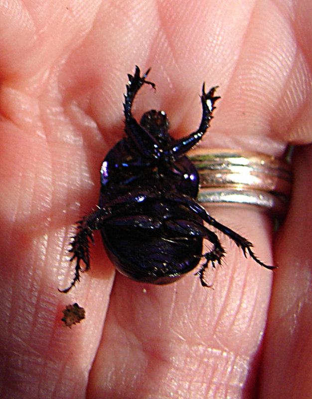 20061012 0783DSCw [D~LIP] Waldmistkäfer (Anoplotrupes stercorosus), Obernberg, Bad Salzuflen