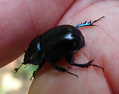 20061012 0784DSCw [D~LIP] Waldmistkäfer (Anoplotrupes stercorosus), Obernberg, Bad Salzuflen