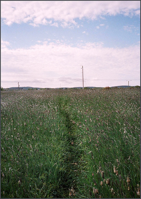 Path through the grass