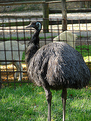 20051013 035DSCw [D-HM] Emu (Dromaius novaehollandiae), Bad Pyrmont