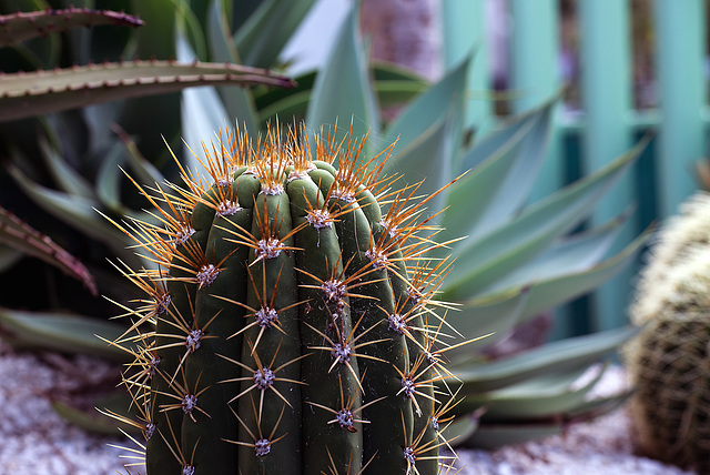 NICE: Parc Phoenix: Un cactus (Cactaceae). 02