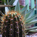 NICE: Parc Phoenix: Un cactus (Cactaceae). 02