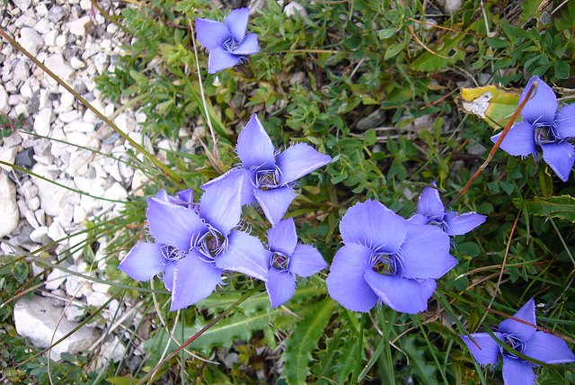 Blaue Blüten