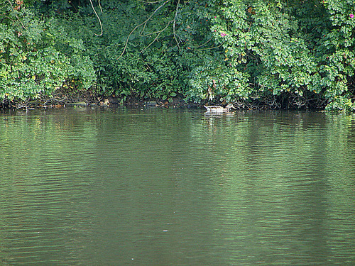 20050830 0066DSCw [D~LIP] Stockente (Anas platyrhynchos) [w], Landschaftsgarten, Bad Salzuflen