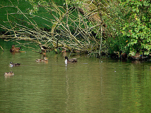 20050830 0067DSCw [D~LIP] Stockente (Anas platyrhynchos), Ente, Landschaftsgarten, Bad Salzuflen