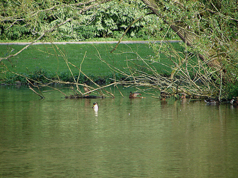 20050830 0068DSCw [D~LIP] Landschaftsgarten, Bad Salzuflen