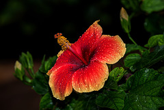 NICE: Parc Phoenix: Hibiscus Rose de Chine (Hibiscus rosa-sinensis). 01