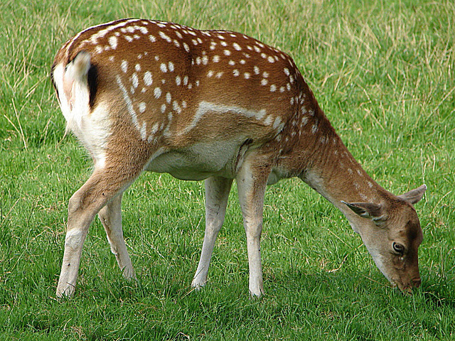 20050830 0075DSCw  [D~LIP] Damhirsch (Dama dama) [Damwild], Landschaftsgarten, Bad Salzuflen