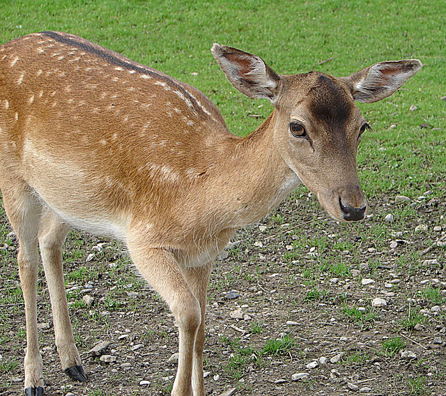 20050830 0076DSCw  [D~LIP] Damhirsch (Dama dama) [Damwild], Landschaftsgarten, Bad Salzuflen