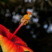 NICE: Parc Phoenix: Hibiscus Rose de Chine (Hibiscus rosa-sinensis). 02