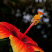 NICE: Parc Phoenix: Hibiscus Rose de Chine (Hibiscus rosa-sinensis). 03