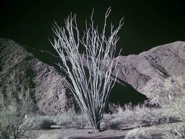 Ocotillo - IR (0040)