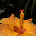 NICE: Parc Phoenix: Hibiscus Rose de Chine (Hibiscus rosa-sinensis). 04
