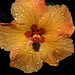 NICE: Parc Phoenix: Hibiscus Rose de Chine (Hibiscus rosa-sinensis). 05
