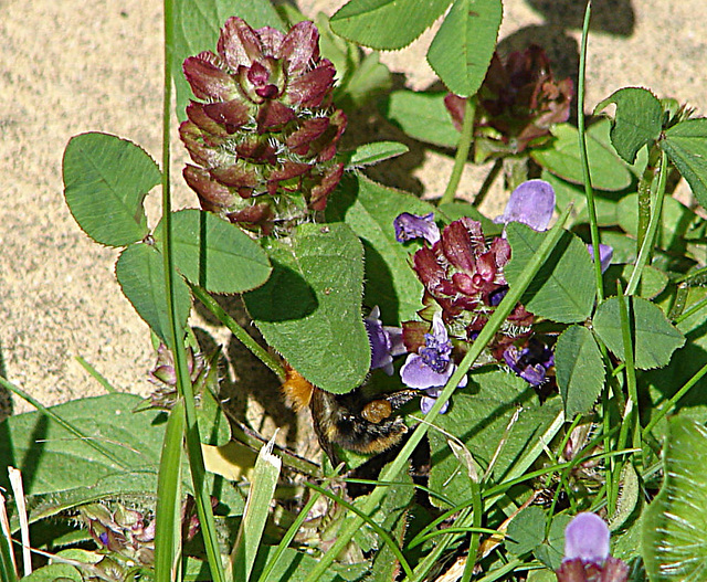 20090621 3674DSCw [D~LIP] Weiß-Klee (Trifolium repens), Kriechender Günsel (Ajuga reptans 'Atropurpurea'), Ackerhummel (Bombus pascuorum), Bad Salzuflen