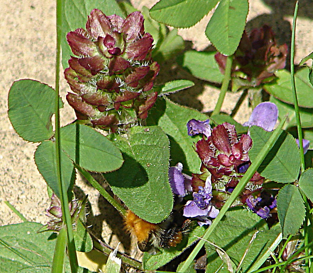 20090621 3675DSCw [D~LIP] Weiß-Klee (Trifolium repens), Kriechender Günsel (Ajuga reptans 'Atropurpurea'), Ackerhummel (Bombus pascuorum), Bad Salzuflen