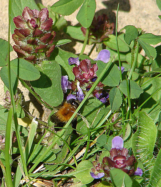 20090621 3676DSCw [D~LIP] Weiß-Klee (Trifolium repens), Kriechender Günsel (Ajuga reptans 'Atropurpurea'), Ackerhummel (Bombus pascuorum), Bad Salzuflen