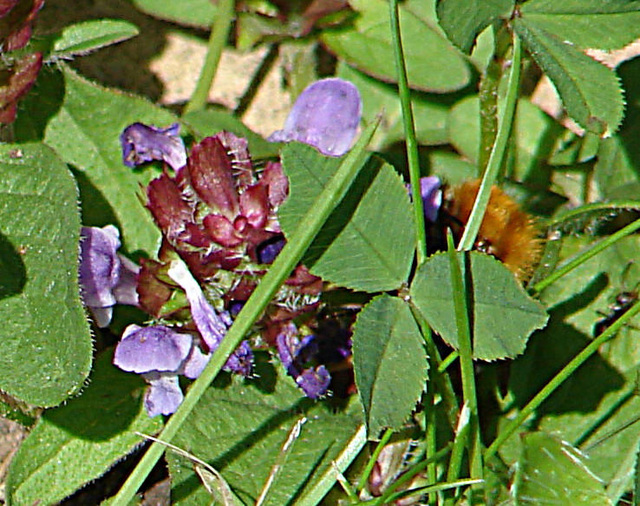 20090621 3678DSCw [D~LIP] Weiß-Klee (Trifolium repens), Kriechender Günsel (Ajuga reptans 'Atropurpurea'), Ackerhummel (Bombus pascuorum), Bad Salzuflen