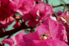 Fleur du bougainvillée